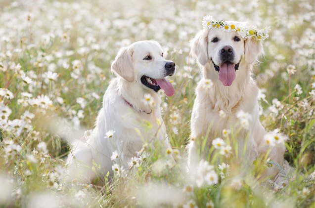 10 Positively Precious Spring Pet Portraits | PetGuide