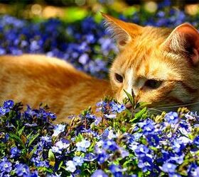 10 Positively Precious Spring Pet Portraits | PetGuide