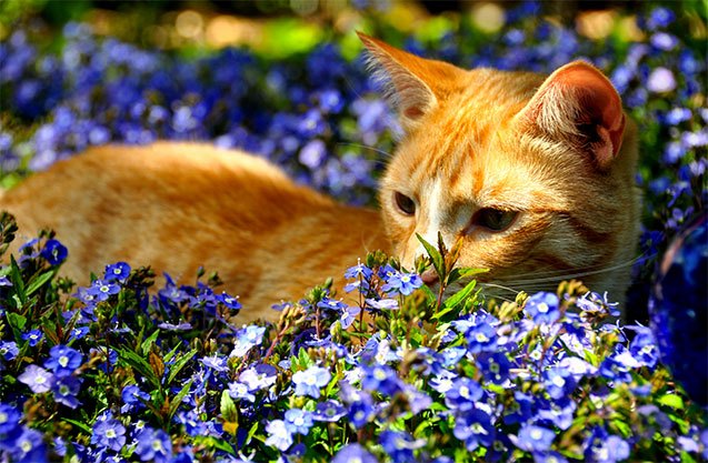 10 positively precious spring pet portraits
