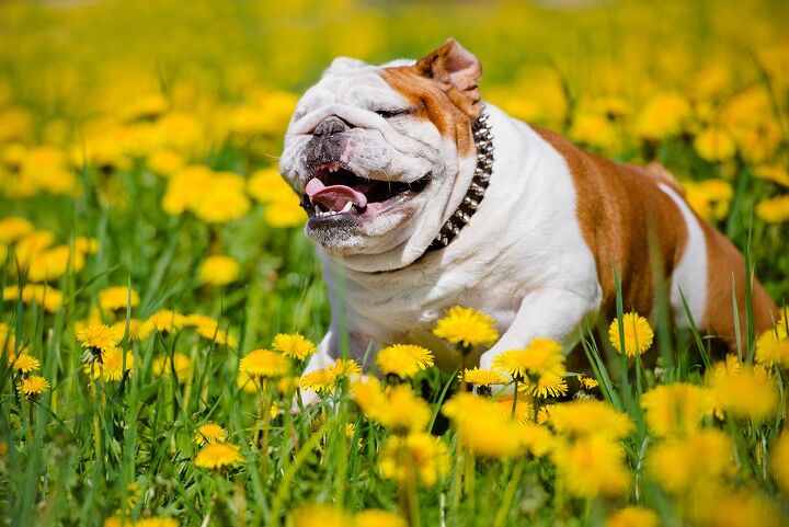 10 Positively Precious Spring Pet Portraits | PetGuide