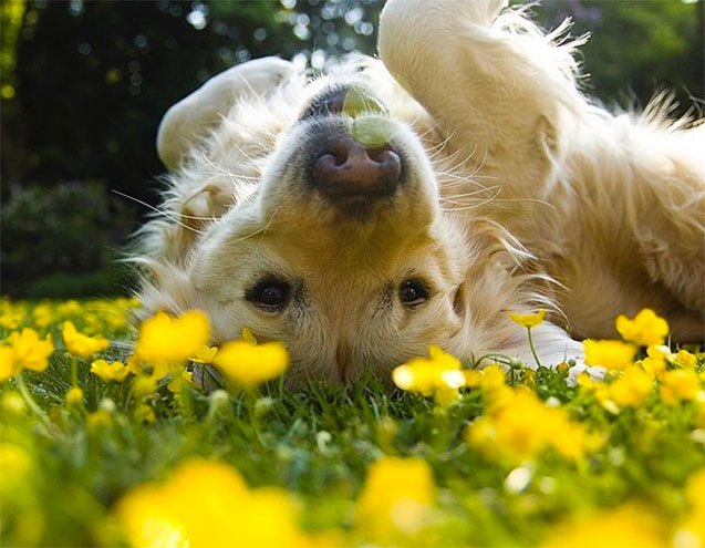 10 Positively Precious Spring Pet Portraits | PetGuide