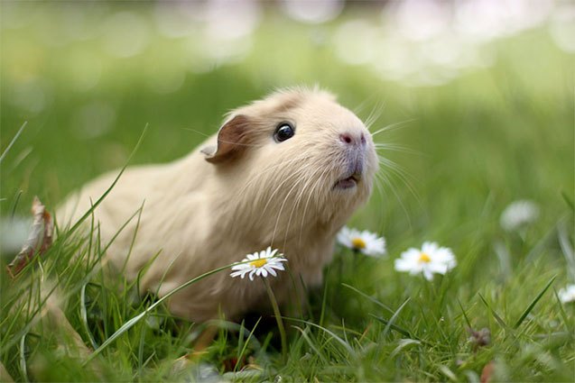 10 positively precious spring pet portraits