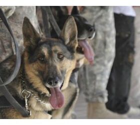 American Humane Turns Shelter Dogs to Service Dogs For Veterans