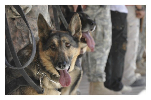 american humane turns shelter dogs to service dogs for veterans