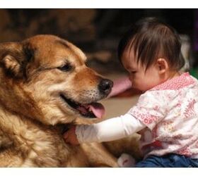 Study: Early Exposure To Pets May Reduce Childhood Allergies and Obesi