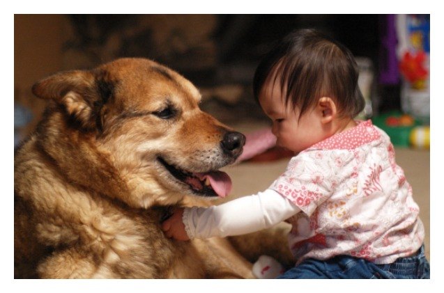 study early exposure to pets may reduce childhood allergies and obesity