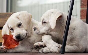 6 Questions to Ask Before Having a Puppy Playdate