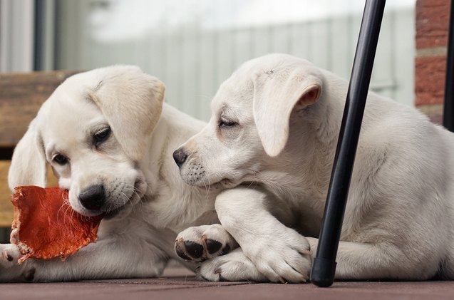 6 questions to ask before having a puppy playdate