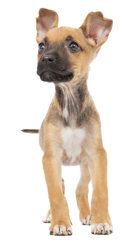 German Sheprador Dog Breed Health, Temperament, Training, Feeding and ...