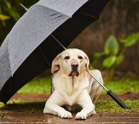 5 tips to prepping your pet for tornado season