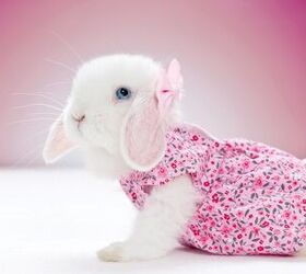 Top Hoppin’ Pet Fashion for Rabbits