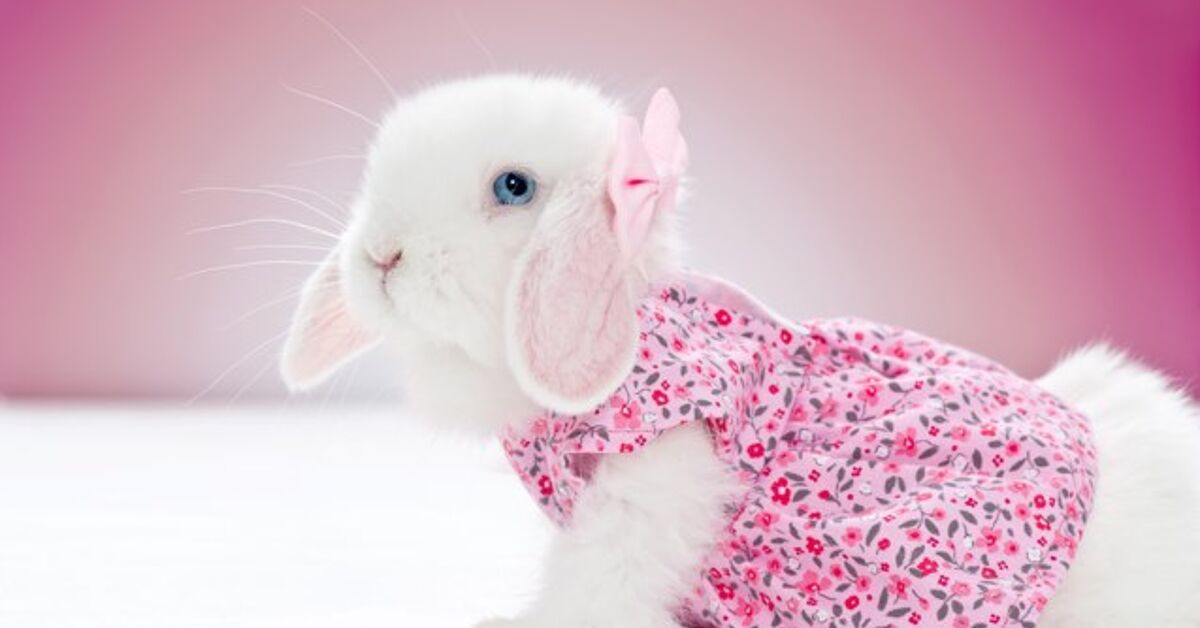 Top Hoppin’ Pet Fashion for Rabbits | PetGuide