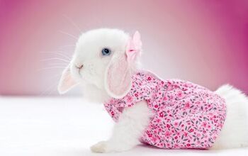 Top Hoppin’ Pet Fashion for Rabbits