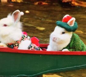 top hoppin pet fashion for rabbits