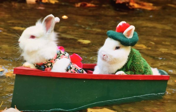top hoppin pet fashion for rabbits