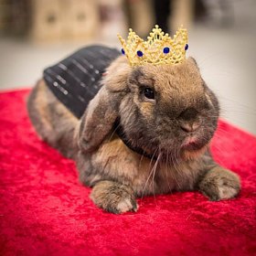 Top Hoppin’ Pet Fashion for Rabbits | PetGuide