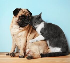 Top 10 Best Dog Breeds for Cats