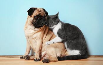 Top 10 Best Dog Breeds for Cats