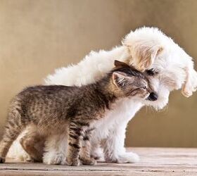 top 10 best dog breeds for cats