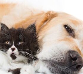 Top 10 Best Dog Breeds For Cats | PetGuide