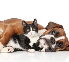 top 10 best dog breeds for cats