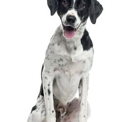 Newfoundland best sale dalmation mix