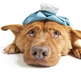 Highly Contagious Canine Flu Making The Rounds In Los Angeles