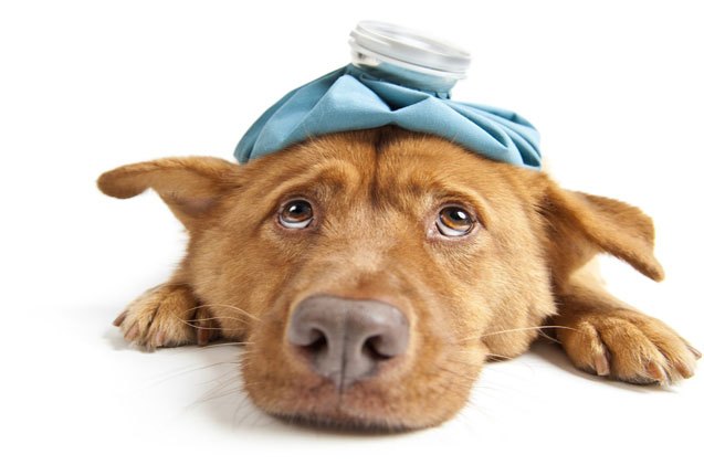 highly contagious canine flu making the rounds in los angeles