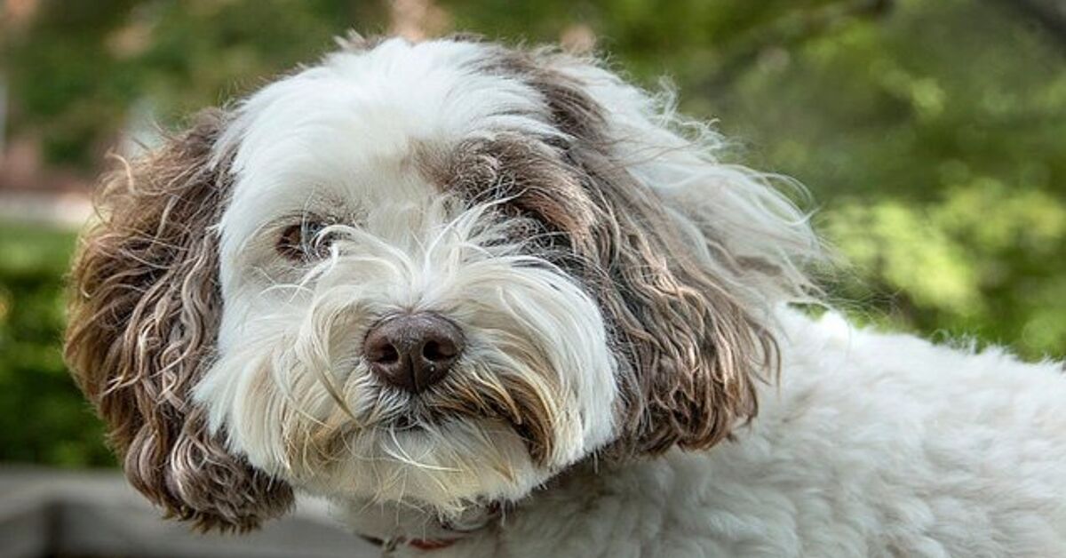 Fat Labradoodle