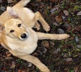 are carrots good for a galician shepherd dog