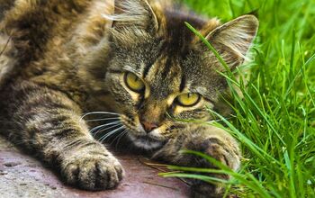 What You Should Know About Heartworm in Cats