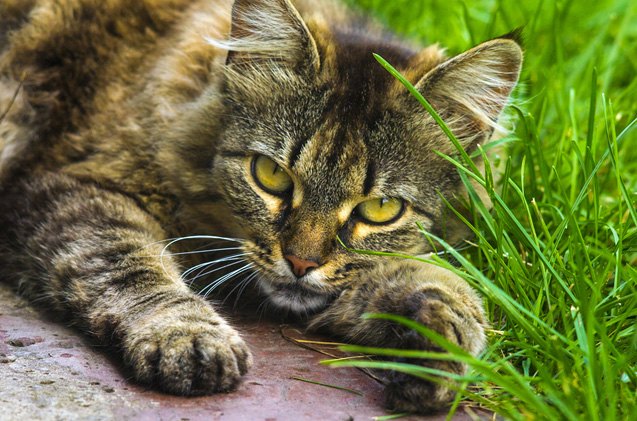 what you should know about heartworm in cats