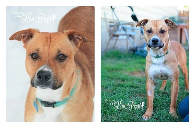 adoptable dog of the week red