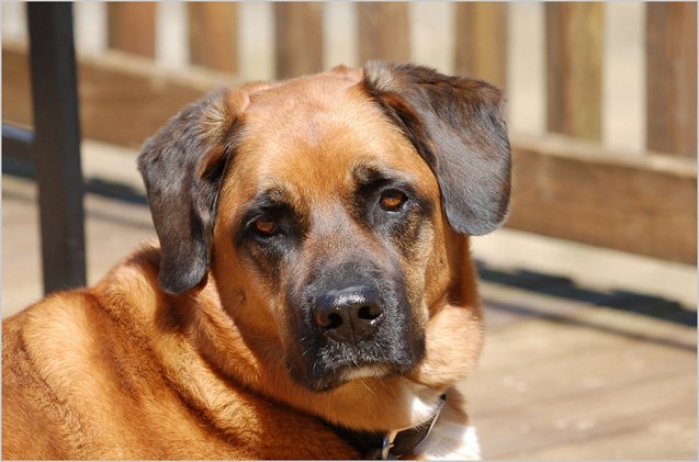 Labranard Labernard Dog Breed Health, Temperament, Training, Feeding and Puppies ...