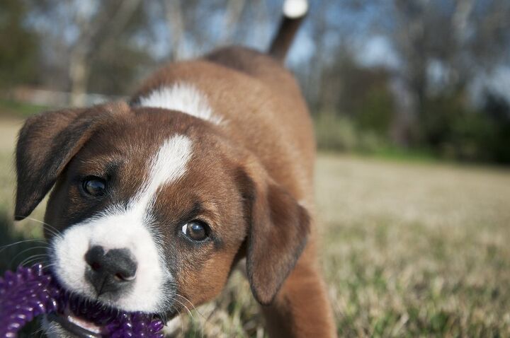 Labranard Labernard Dog Breed Health, Temperament, Training, Feeding and Puppies ...