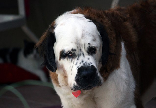 Labranard Labernard Dog Breed Health, Temperament, Training, Feeding and Puppies ...