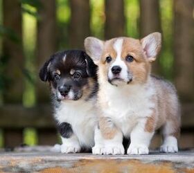 Top 10 Cute Puppy Breeds