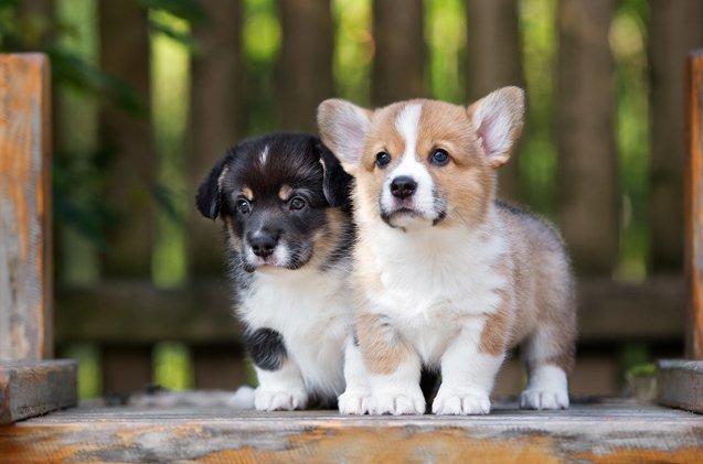 Top 10 Cute Puppy Breeds PetGuide Top 10 Cute Puppy Breeds PetGuide