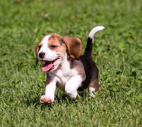top 10 cute puppy breeds