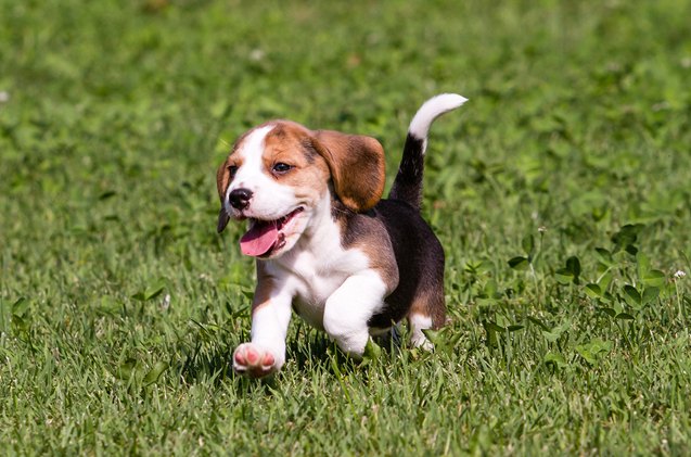 top 10 cute puppy breeds