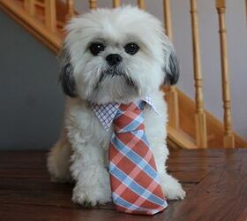 DIY Dog Collar and Tie Set