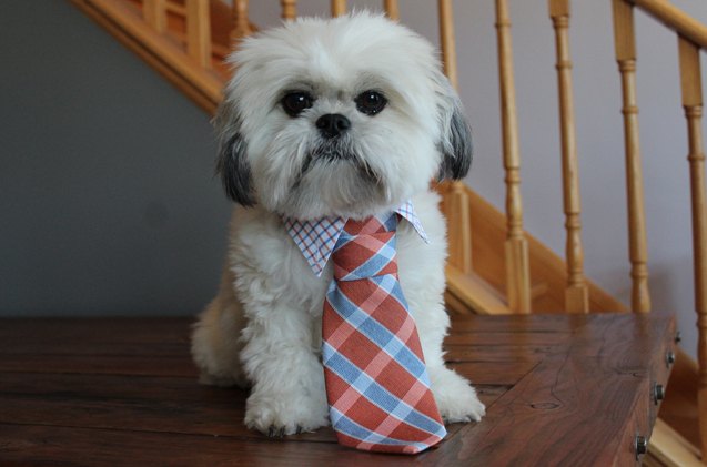 diy dog collar and tie set