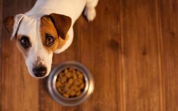 What to Do If Your Dog is a Picky Eater