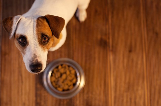 what to do if your dog is a picky eater