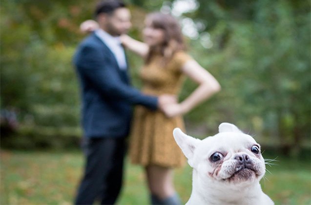 10 unapologetic photobombing pets