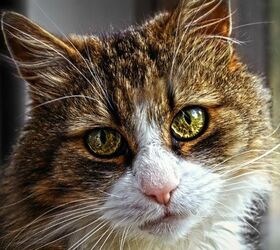 what is stomatitis in cats