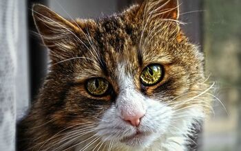 What Is Stomatitis in Cats?