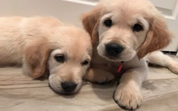 CNIB Needs Help Loving Puppies? Sign Us Up!