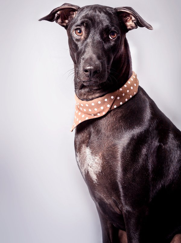 Labradane Dog Breed Health, Temperament, Training, Feeding and Puppies ...