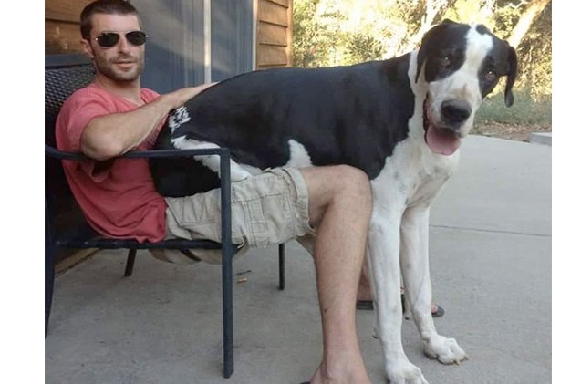 10 big pooches who think they re lap dogs
